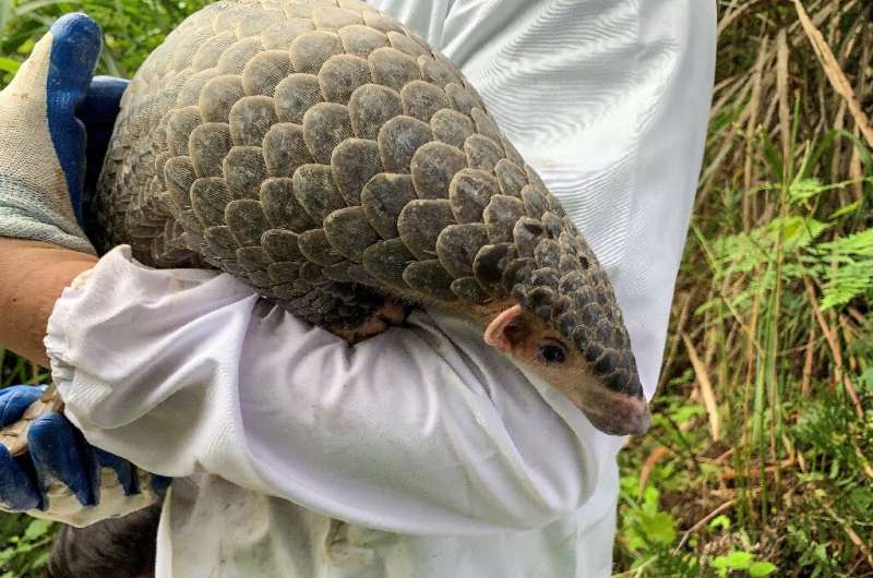 The pangolin was found in a fishpond by a farmer and brought to the government-run rescue centre in Jinhua