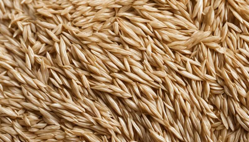 The quality of Nigerian home-grown rice is poor: here's why