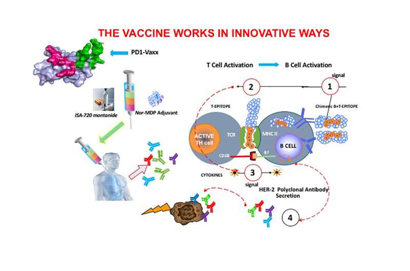 Therapeutic PD-1 cancer vaccine shown to be safe and effective in animal study