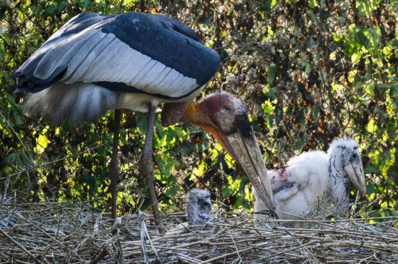 There are believed to be less than 1,000 Greater Adjutant storks left in the wild