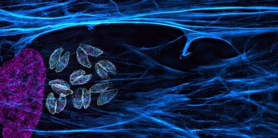 These genes help explain how malaria parasites survive treatment with common drug