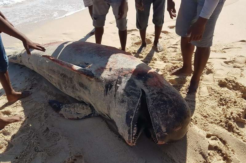 The ten whales were found in the remote province of East Nusa Tenggara, officials told AFP