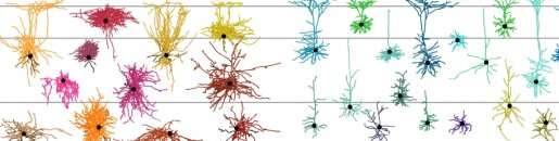 The tree of cortical cell types describes the diversity of neurons in the brain