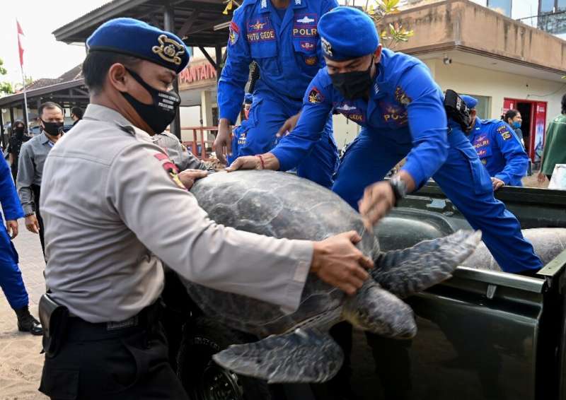 The turtles are taken from a truck to Kuta beach near Denpasar in Bali for release