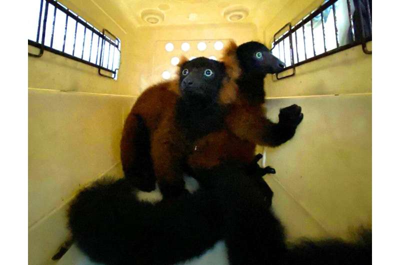 The twin red-ruffed lemurs are moved in a pet-carrier to a vet for check-up in this picture relased by Wildlife Reserves Singapo