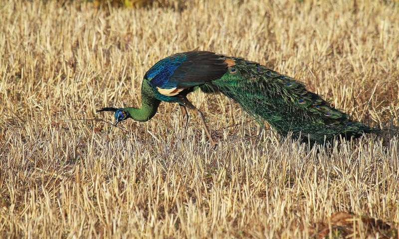 The unlikely story of the green peafowl