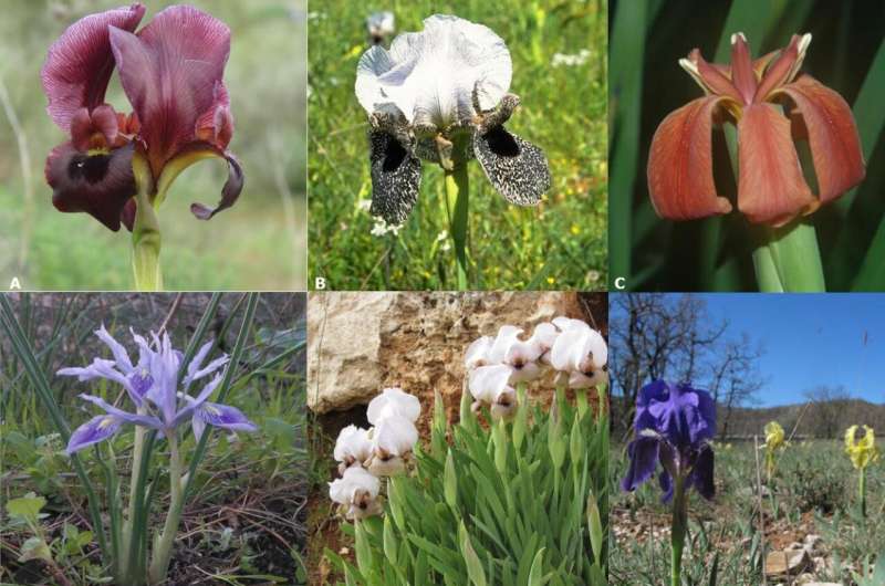 The ur-Iris likely had purple flowers, pollinated by insects for nectar