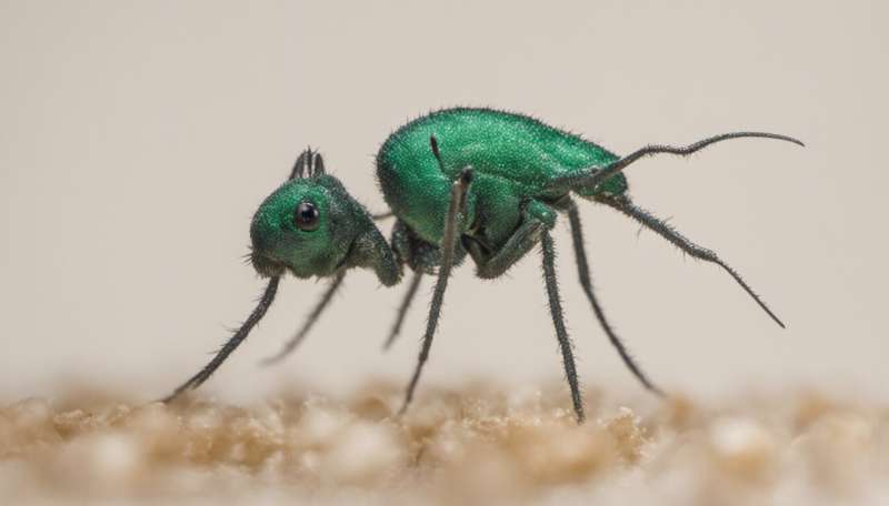 The wicked risks of biosecurity: Invasive species in Australia