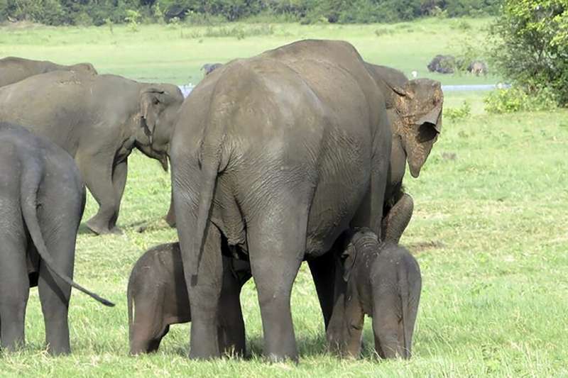 The young tuskers - who rangers estimate are three to four weeks old - were spotted in the Minneriya sanctuary in Sri Lanka