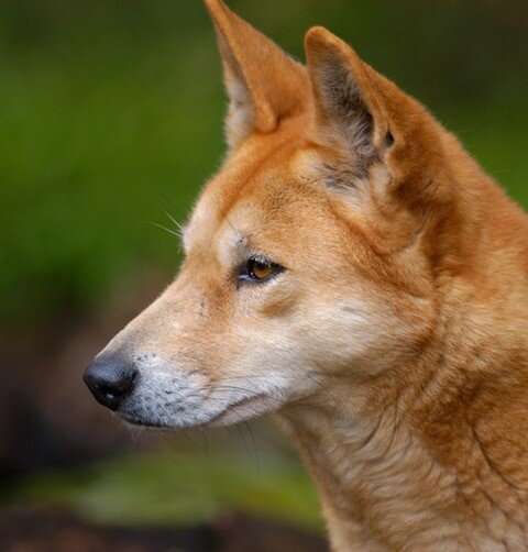 They were once domestic pets, then natural selection made dingoes wild