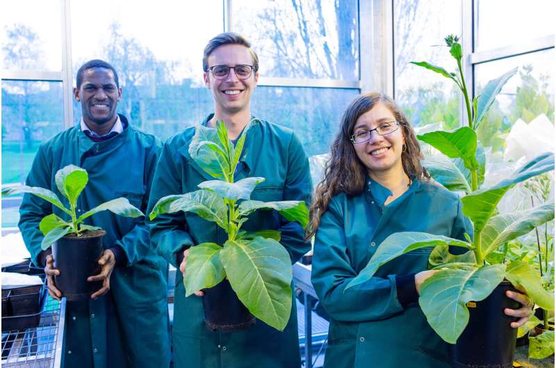 Third breakthrough demonstrates photosynthetic hacks can boost yield, conserve water