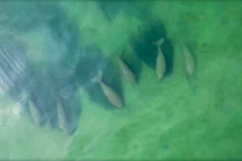 This aerial view screengrab from Thailand's National Marine Park Operation Center shows dugongs sunning themselves beneath clear