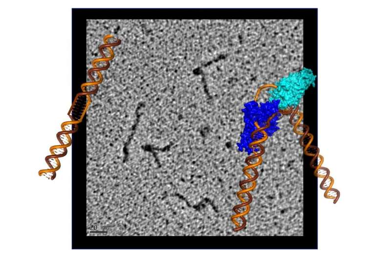This enigmatic protein sculpts DNA to repair harmful damage