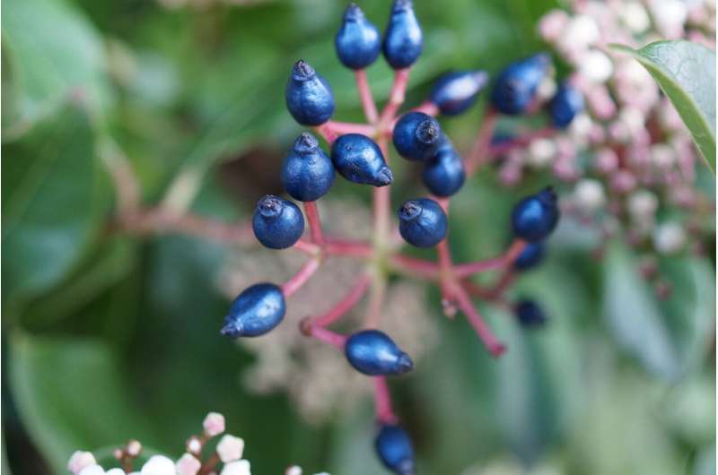 This fruit attracts birds with an unusual way of making itself metallic blue