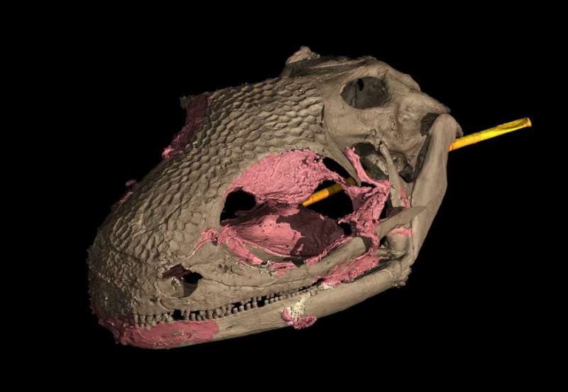 This tiny amphibian that outlived the dinosaurs provides the earliest example of a rapid-fire tongue