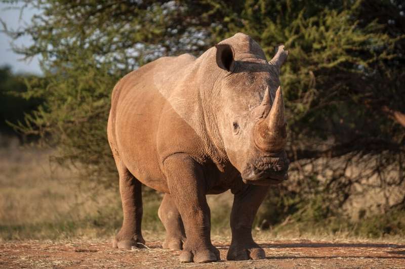 Threatened: Rhinos are major targets for poachers