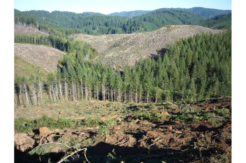 Timber harvesting results in persistent deficits in summer streamflow
