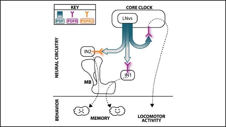 Time-keeping brain protein influences memory