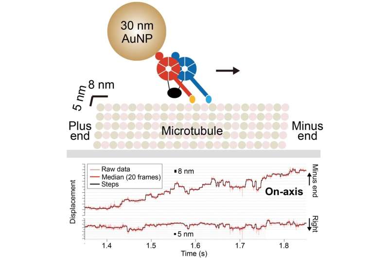 Tiny, erratic protein motor movements revealed