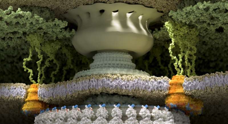 Tiny protein motor fuels bacterial movement
