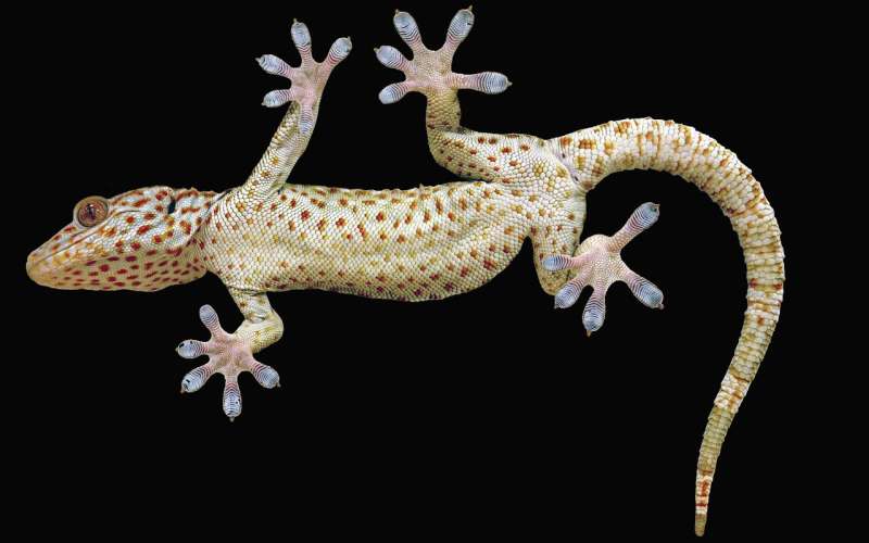 To climb like a gecko, robots need toes