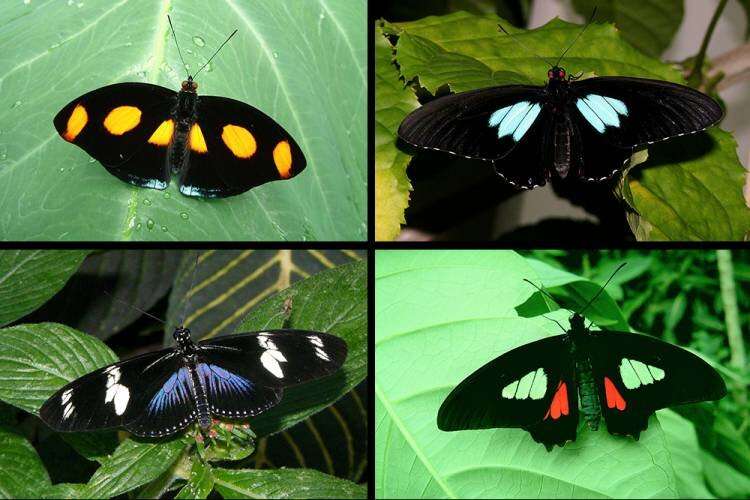 To make ultra-black materials that won't weigh things down, consider the butterfly