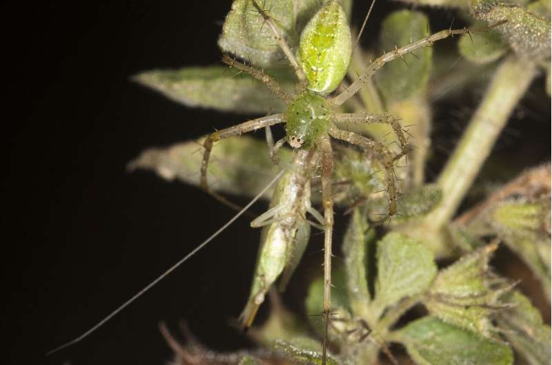 To mate or be eaten: Tree cricket behaviour in the presence of a predator