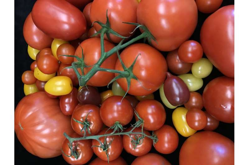 Tomato's hidden mutations revealed in study of 100 varieties