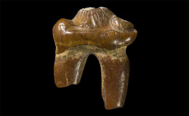 Tooth be told: Earless seals existed in ancient Australia