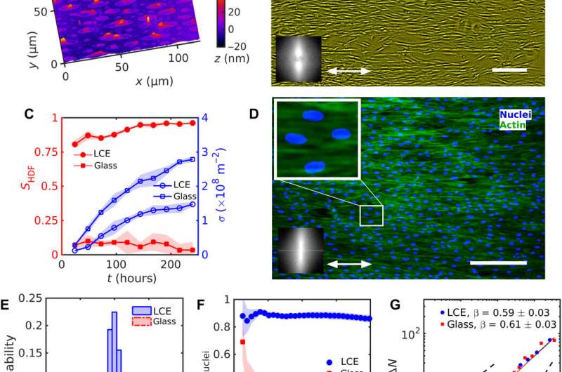 Topology control of human fibroblast cells monolayer by liquid crystal elastomer