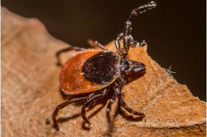 To prevent tick encounters, where you dump your leaves matters