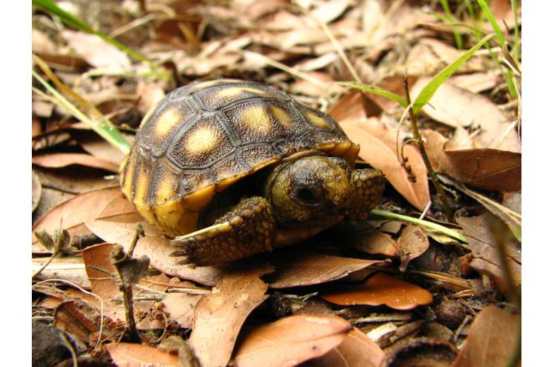 Tortoise relocation proves to be effective for conservation