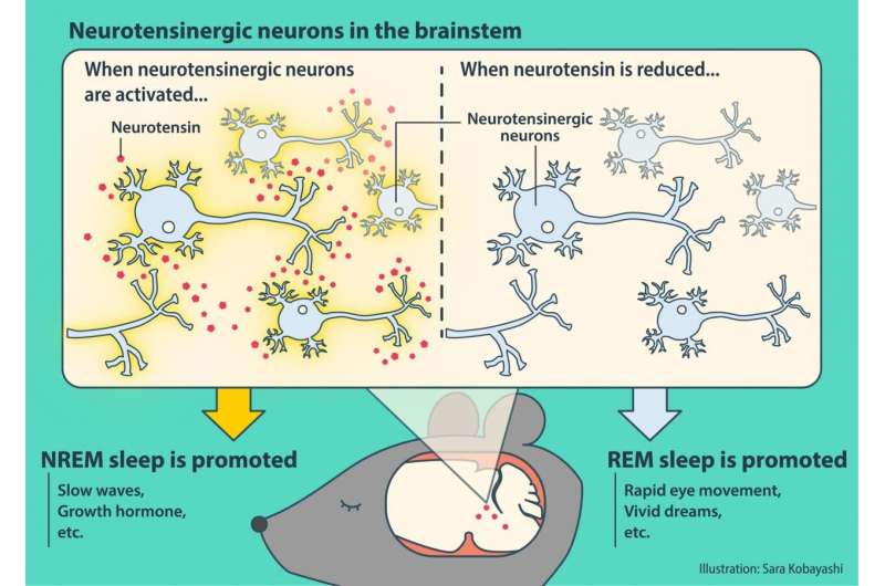 深度睡眠:调节非快速眼动睡眠的脑干神经元