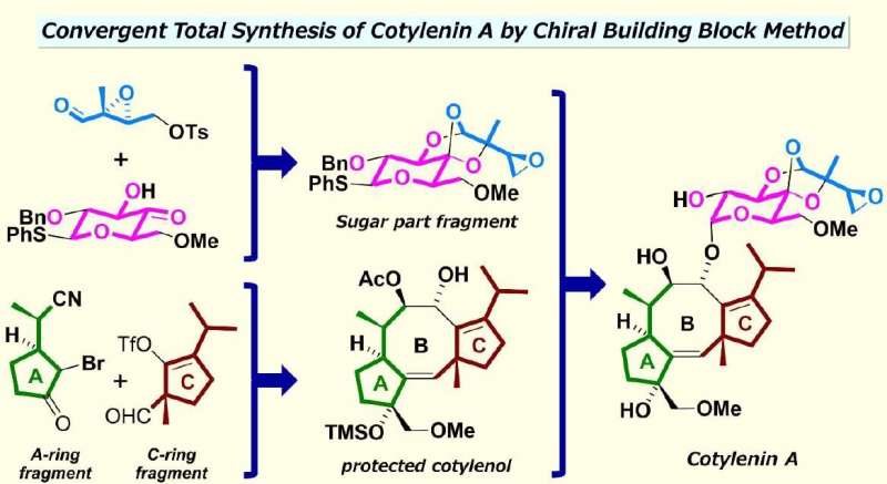 Total synthesis of cotylenin A for a new anticancer drug without side effects