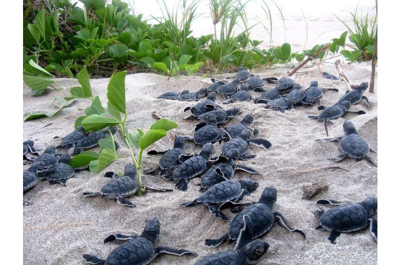 Tracking sea turtle egg traffickers with GPS-enabled decoy eggs
