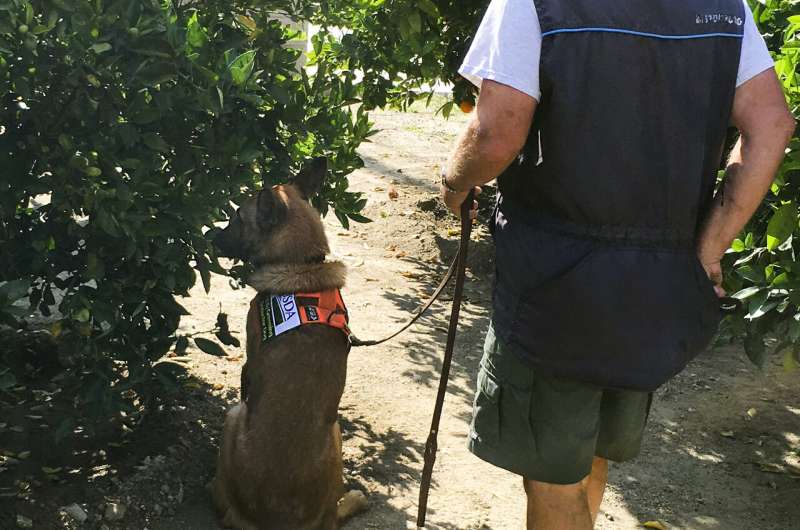 Trained dogs are the most efficient way to hunt citrus industry's biggest threat