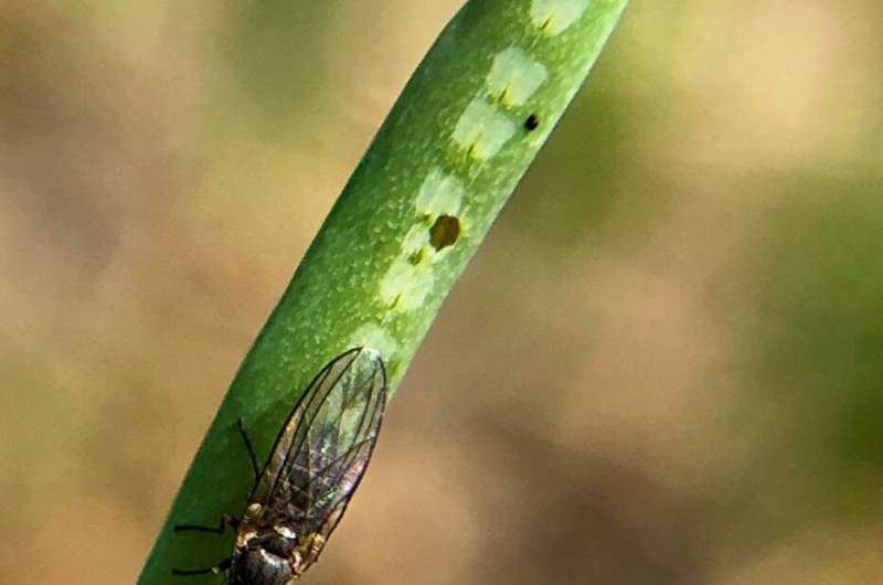 Treatments tested for invasive pest on allium crops