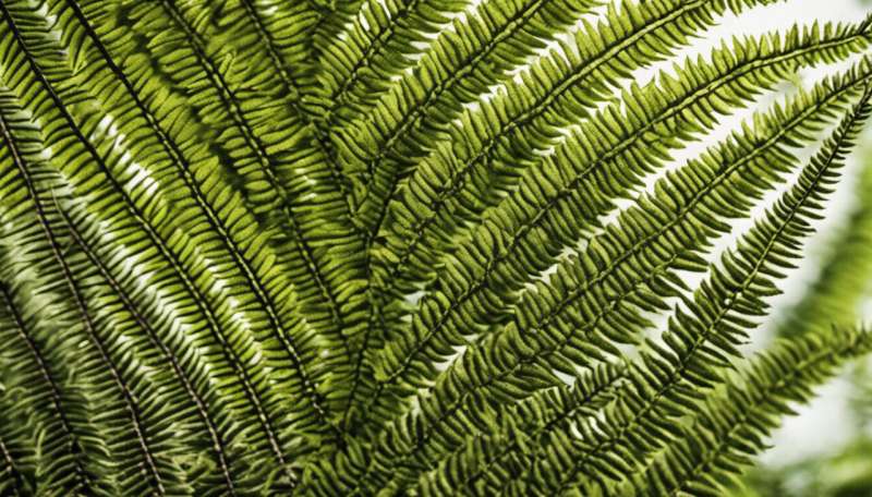 Tree ferns are older than dinosaurs. And that's not even the most interesting thing about them