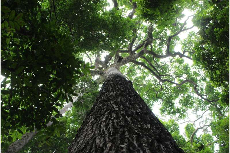 Trees in the Amazon are time capsules of human history, from culture to colonialism