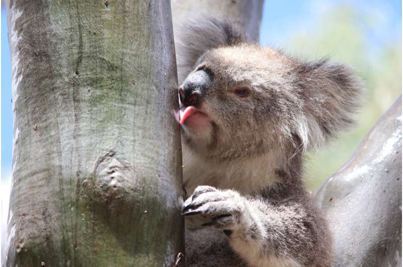Tree trunks take a licking as koalas source water