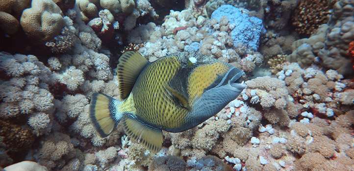 Triggerfish learns to catch more diverse food