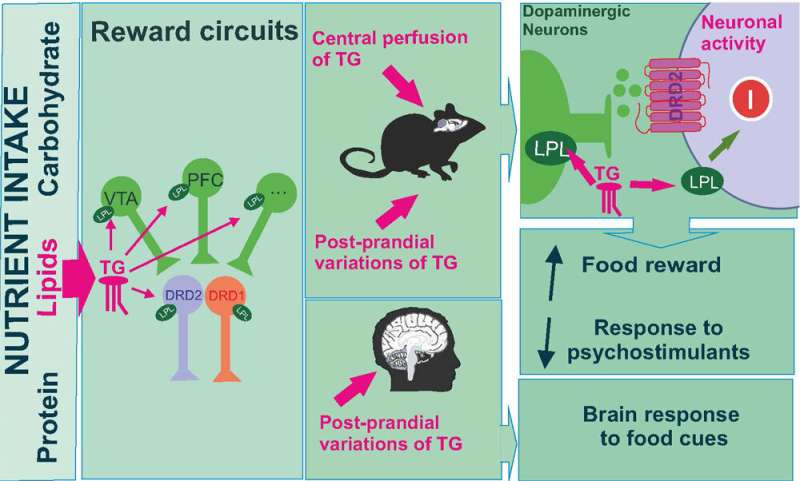 Triglycerides control neurons in the reward circuit