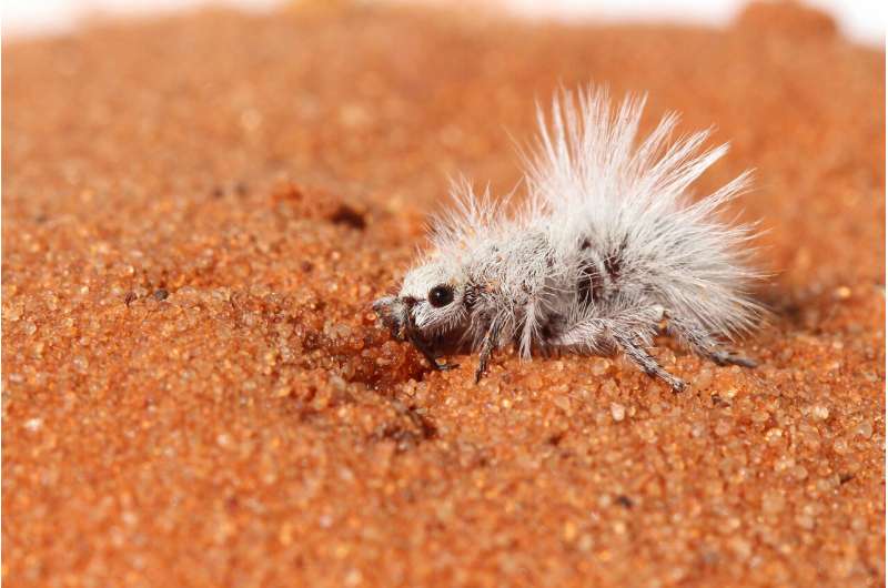 True colors: Scientists discuss evolution of white coloration of velvet ants