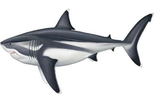 True size of prehistoric mega-shark finally revealed