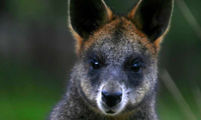 Truffle munching wallabies shed new light on forest conservation