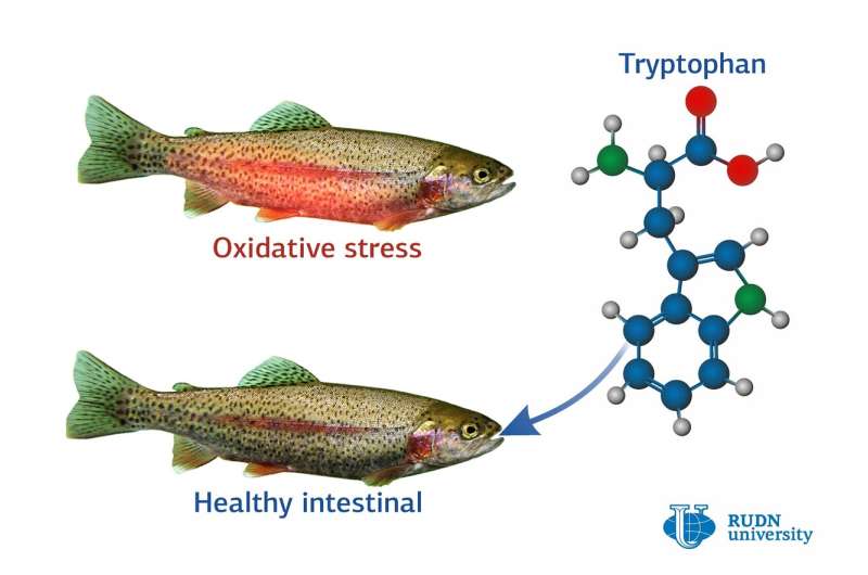 Tryptophan Supports the Work of Intestinal Tract in Trouts Under Stress, Says a biologist from RUDN University