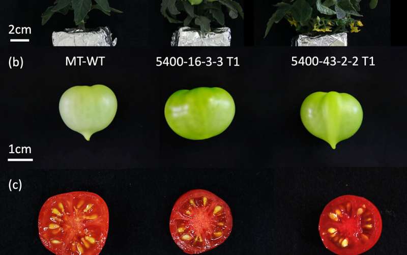 Tweaking carotenoid genes helps tomatoes bring their A-game