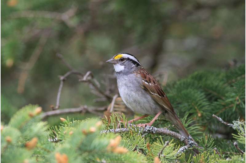 Twenty-year study tracks a sparrow song that went &quot;viral&quot; across Canada