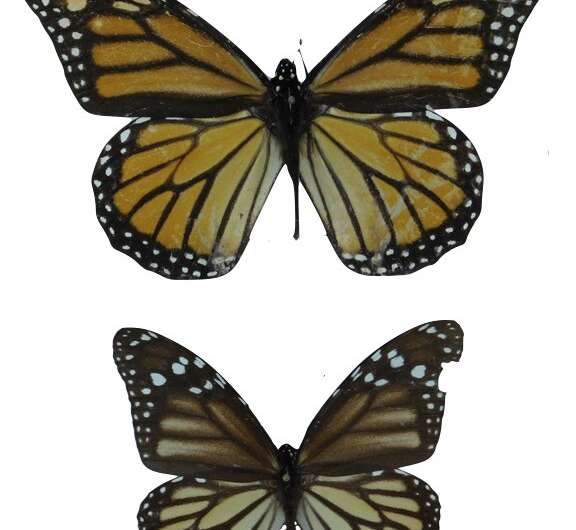 Two centuries of Monarch butterflies show evolution of wing length
