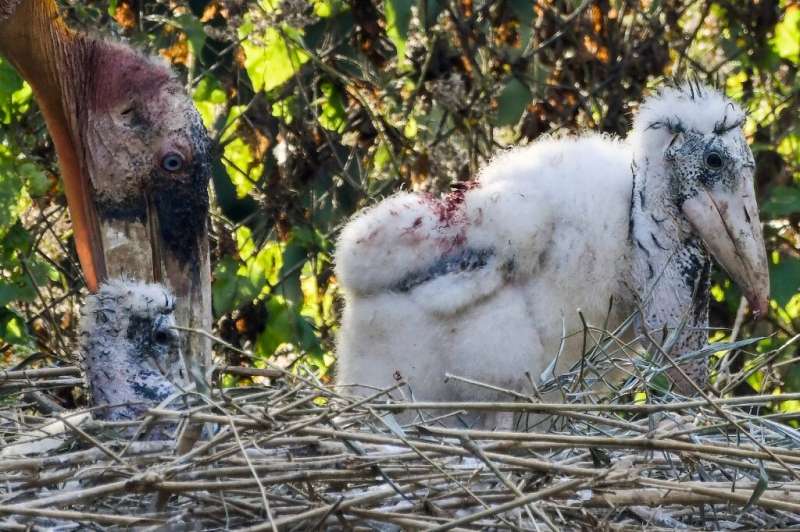 Two Greater Adjutant chicks hatched at a zoo in Assam state